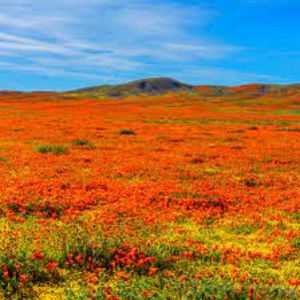 Meet your Posher, Brooklyn